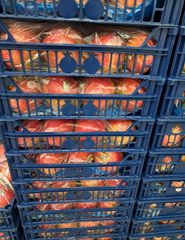 Fresh whole Pomegranates - Image 2