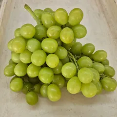 Premium Table Grapes for Exporter in South Africa! CLASS 1 Export Quality! NEW CROPS!! - Image 1