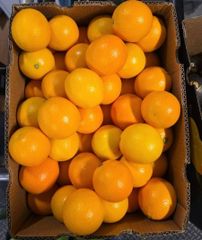 FRESH MIDKNIGHT VALENCIA ORANGE FOR SALE!! CLASS 1 EXPORT QUALITY MIDKNIGHT VALENCIA ORANGES FOR EXPORT – product photo 5, product detail gallery
