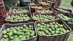 Avocado - Image 5