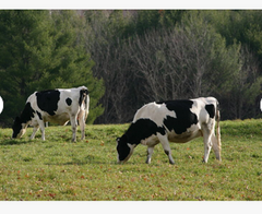 Pregnant Holstein Heifers cow.Cheap Pregnant Holstein Heifers Cow/ Healthy Cattle At Affordable Prices.Holstein Friesian Livestock - Image 5