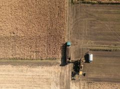 Milling Wheat Protein Min 12.5% Moisture Max 12.0% Wet Gluten Min 25% Weed Content Max 2% Foreign Matter Max 5% Damaged Kernels Max - Image 2