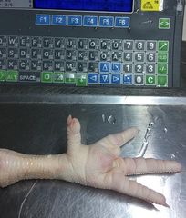 We offer high-quality Grade A Frozen Chicken Feet, Leg And Paw processed in certified facilities. The paws are fully washed, with nails trimmed and yellow skin removed. - NMF PTY LTD