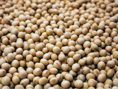 Soybean - Image 1