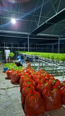 Fresh Hydroponic Green Leaf Lettuce — 100% Pesticide-Free - Image 4