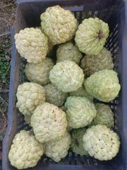 Custard Apples - Image 2