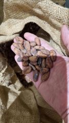 Raw Cocoa Beans - Image 1