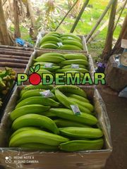 Fresh Premium Ecuadorian Bananas – Grade A, 18kg Telescopic Box - Image 3