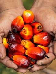 RBD Palm Olein CP10 – Refined Palm Oil,  Bulk Wholesale - Image 6
