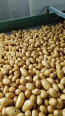 Fresh Potato - Image 1