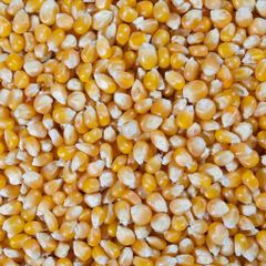 Corn (Maize) frozenchickenexports.com – product photo 3, product detail gallery