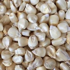 QUALITY WHITE MAIZE FOR HUMAN CONSUMPTION PLEASE KINDLY CONTACT ON WHATSAP +255762500052 - Image 4