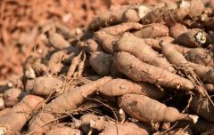 Cassava - Image 3