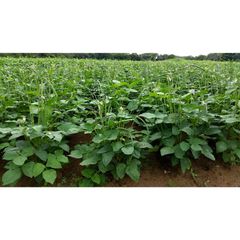 Best quality export for Cow Pea Style Dried Quality Premuim Type White Beans Color Dark green. Shelf Life 2 year Cultivation Type - Image 1