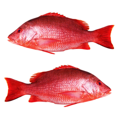 Frozen Wild Caught Fillet Skin On Natural Red Snapper Indonesia Seafood Best Quality - Image 3
