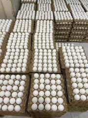 Fresh White Chicken Egs Wholesale Supply - Image 1