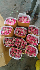 Rose - Image 4