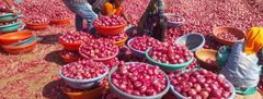 Red Onion – product photo 1, product detail gallery