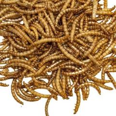 dried mealworm - Image 2