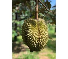 KWS New crop 2023 Fresh Durian Quality A Fresh Durian fruits for sale - Image 5