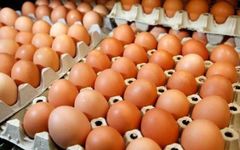 Wholesale Fresh Brown Eggs Distribution - Image 4