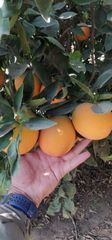 Fresh Egyptian Valencia Oranges – Export Grade - Image 2