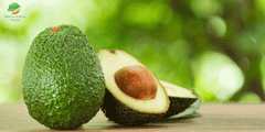 Hass Avocado from kenya – product photo 1, product detail gallery