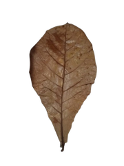 Dried Catappa Leaves Grade A+ Grade A+ Max. Moisture (%) 1% Source Tree Terminalia Catappa Drying Process Naturally sun/air-dried - Image 3