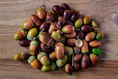 Fresh Acorns Whole Seeds Natural Forest Product Rich In Fiber Smooth Texture Ideal For Traditional Food Use Animal Feed And Bulk Supply Buy Now Fast Delivery Premium Quality Wholesale – product photo 2, product detail gallery