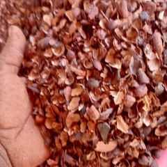 Cocoa Shells - Image 2
