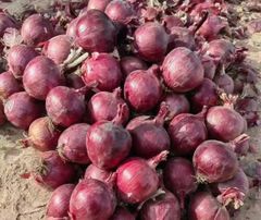Fresh Red Onions and Yellow Onions Quality Grade - Image 1