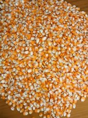 Yellow Maize Packaging 50kg Place of Origin - Image 1