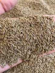 Cumin Seed - Image 3
