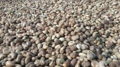 PREMIUM QUALITY CHEAP RAW CASHEW NUTS IN SHELL WHOLE SALE. WHATSAP +255787979235 FOR MORE DETAILS - Image 3