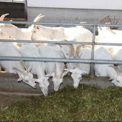 Cheap Top Selling sheep in bulk Saneen / Alpine / Purebred Boer goats at cheapest price Ready For Export Worldwide - Image 3