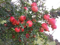 ZIVA FRESH PREMIUM POMOGRANATE - Image 4