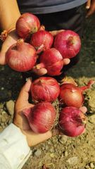 Fresh Onion – product photo 2, product detail gallery