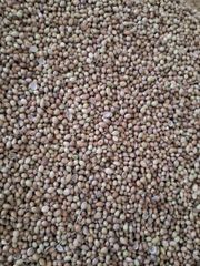 CORIANDER SEEDS-EAGLE QUALITY SORTEX CLEAN - Image 1