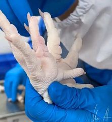 Frozen Chicken Feet - Image 3