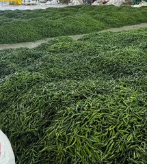 Green Chillies – product photo 2, product detail gallery