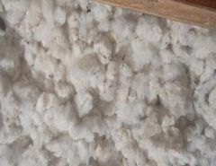 Raw Cotton - Image 1