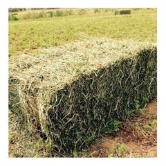 Alfalfa Hay at very cheap price / Quality Rhodes Grass Hay Alfalfa Top Quality Alfalfa Hay for Animal Feeding Stuff Alfalfa / Alfalfa Hay For Sale At Wholesale Price - Image 4