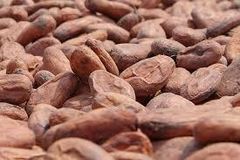 Cocoa Beans – product photo 1, product detail gallery