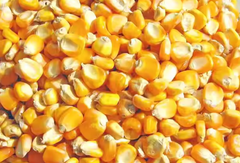 Corn Color Yellow Texture Crunchy Origin Best Farms Flavor Natural Sweetness Freshness Year-round Availability Form Kernel, Seed, Silage, Fresh - Image 1