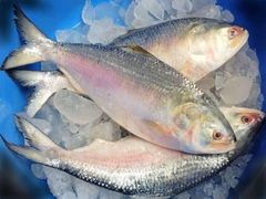 Hilsha Fish – product photo 1, product detail gallery
