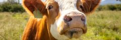 Cheap price live cattle ready for export with fast delivery and good health - Image 2