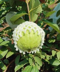 Fresh primium Guavas – product photo 2, product detail gallery