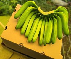 Fresh Green Banana – product photo 4, product detail gallery