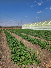 Quality Fresh Herbs. global GAP certified - Image 2