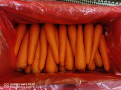 carrot Grade AAA Type Fresh Shelf Life 35 days Packaging Details carton Packaging 3.7/4/6/10/20KG Storage Type - Image 5
